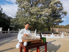石家庄车谷砣村：千年茶树花开正盛